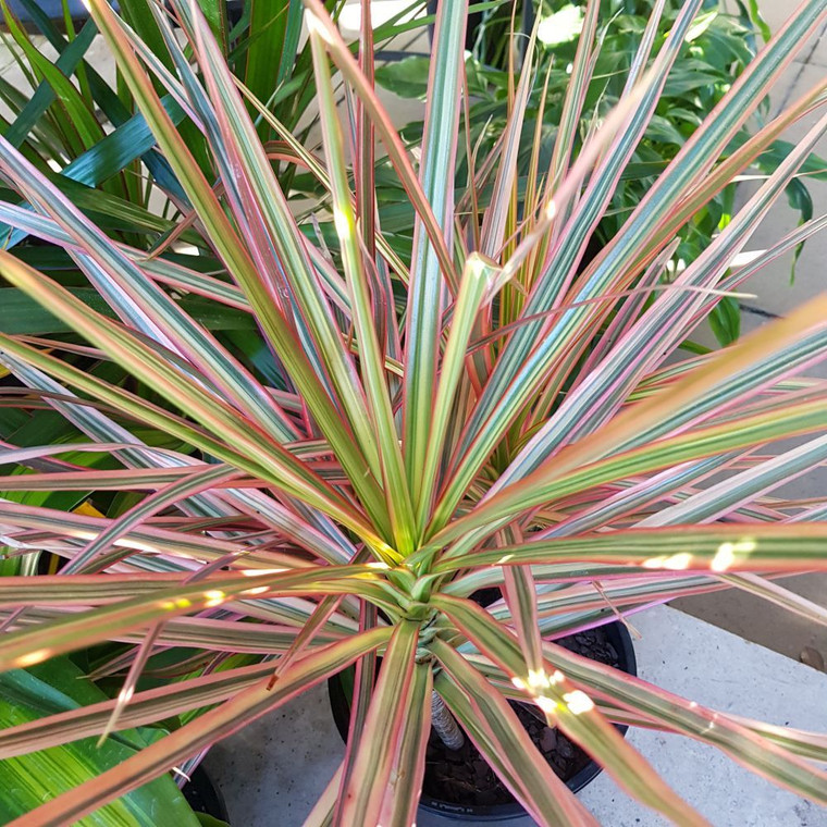 Dracaena Tricolour