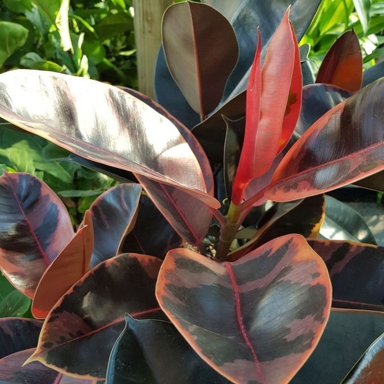 Ficus elastica Ruby