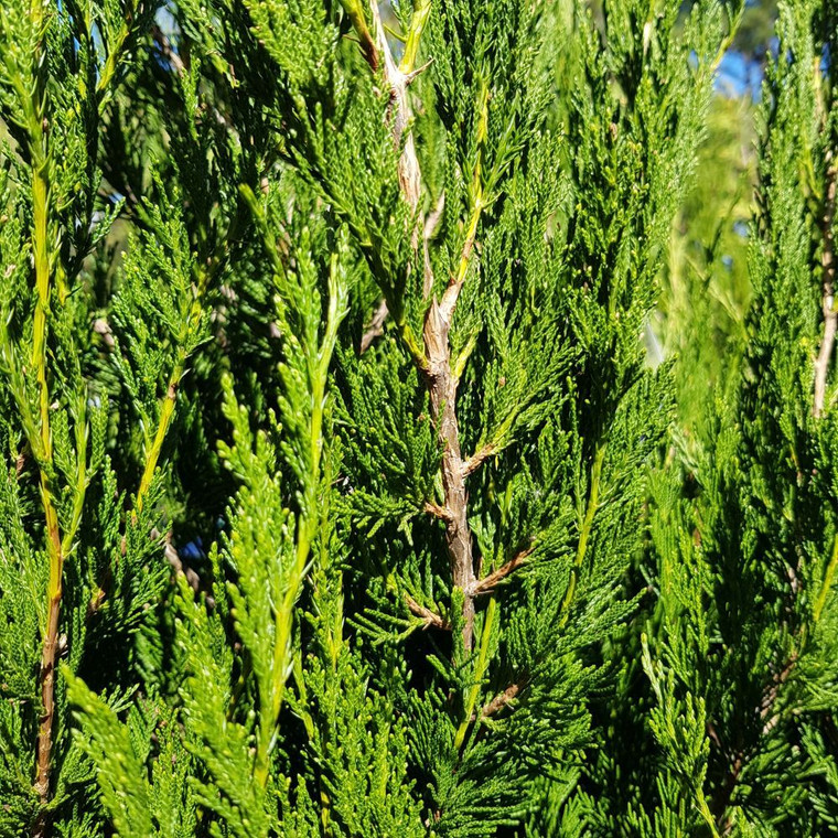 Juniperus Spartan