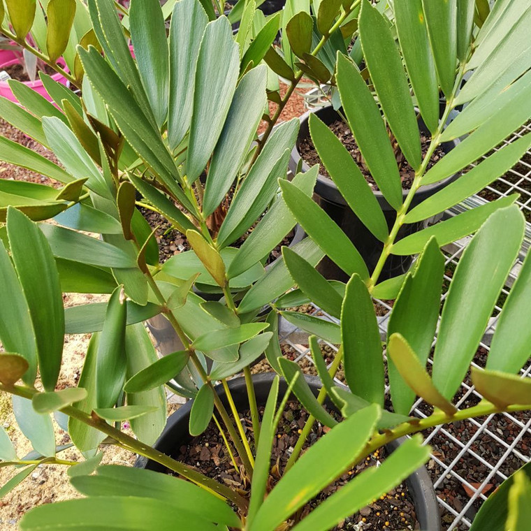 Zamia Cardboard Palm