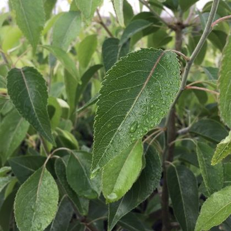 Pyrus nivalis Snow Pear