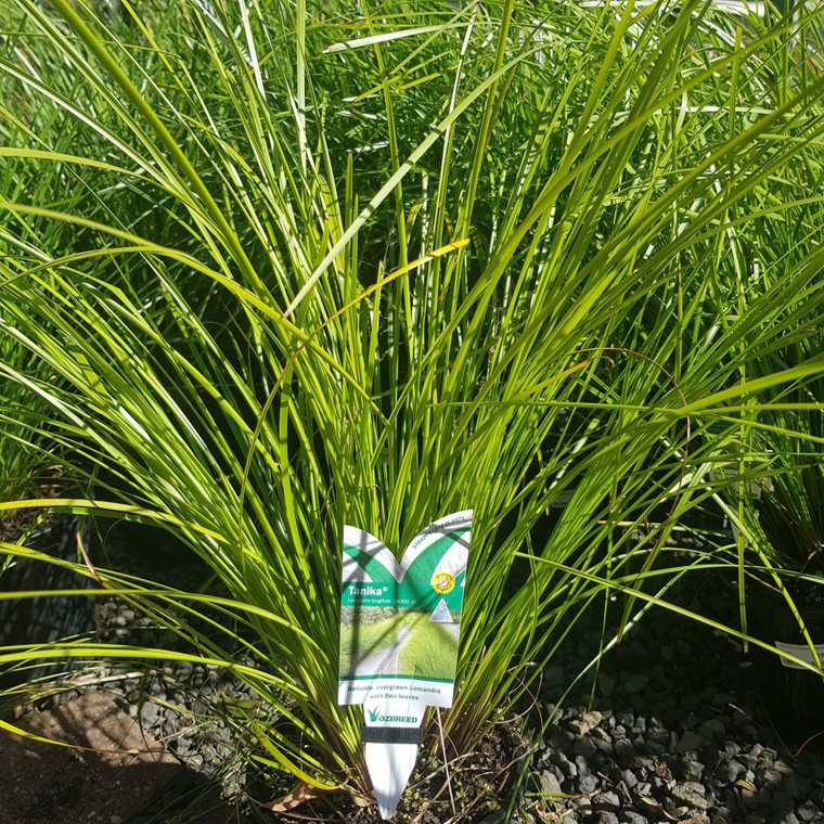 Lomandra Tanika