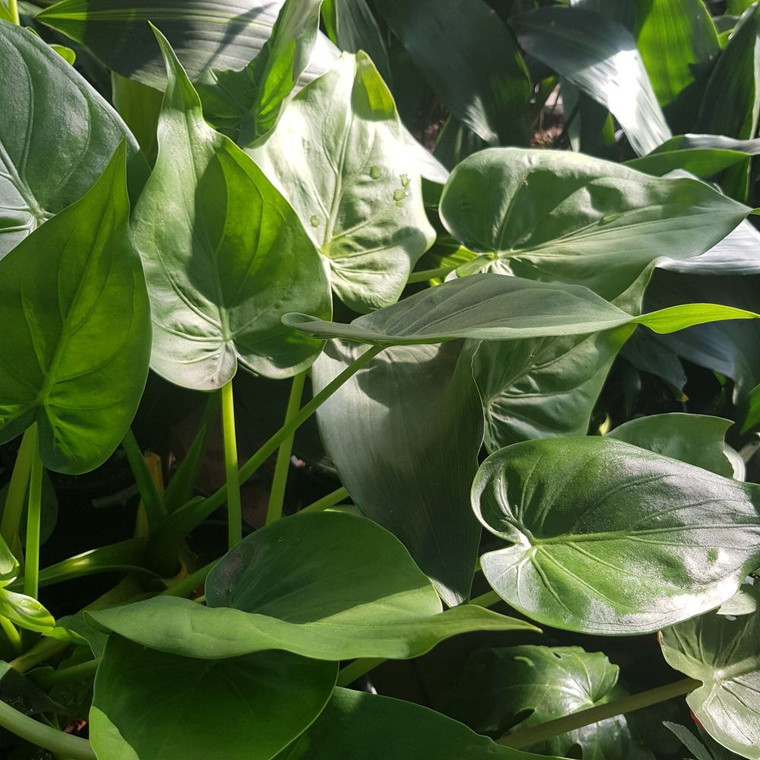 Alocasia Elephants Ear
