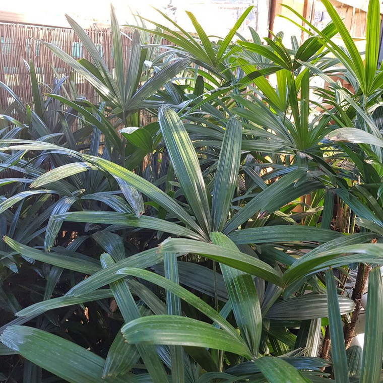 Rhapis Lady Palm