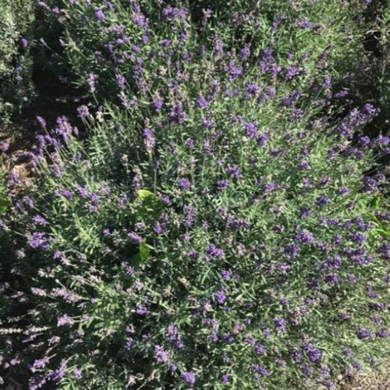 Lavandula Aromatica