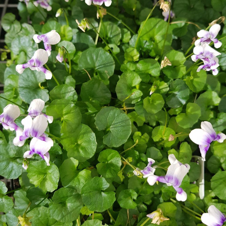 Viola Native Violet