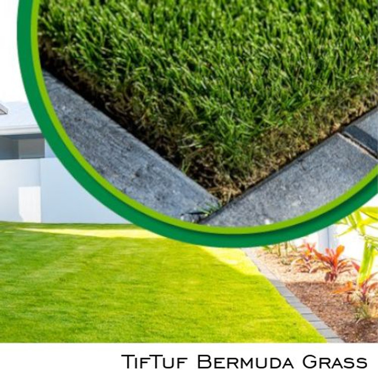 Tiftuf Burmuda Grass hard wearing turf grass