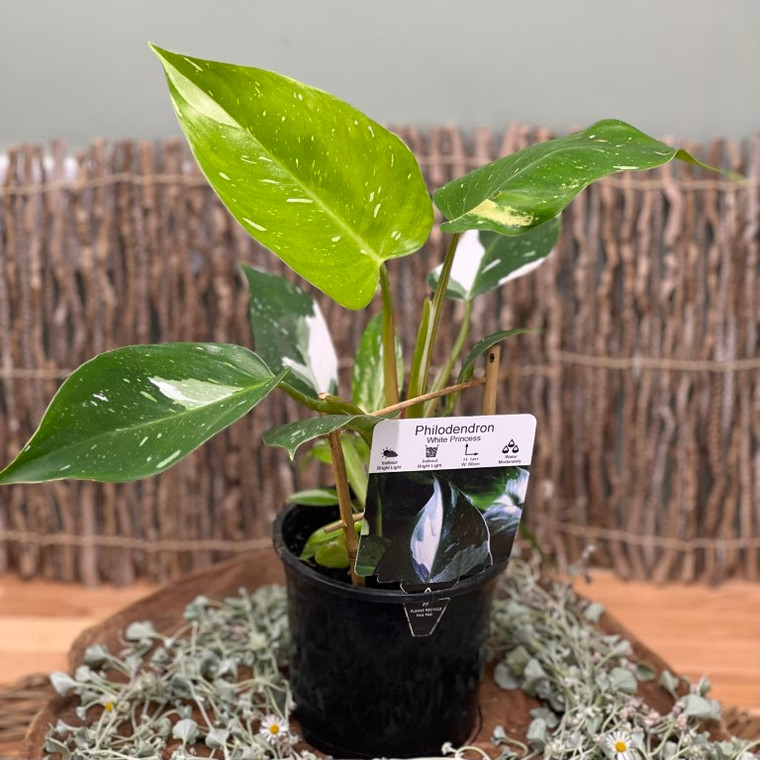 Philodendron White Princess 125mm