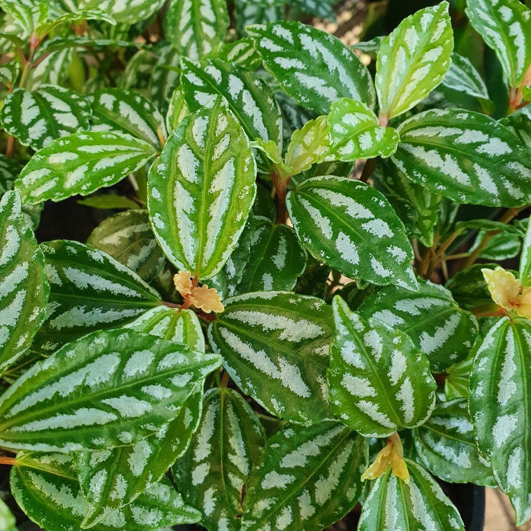 Pilea cadierei