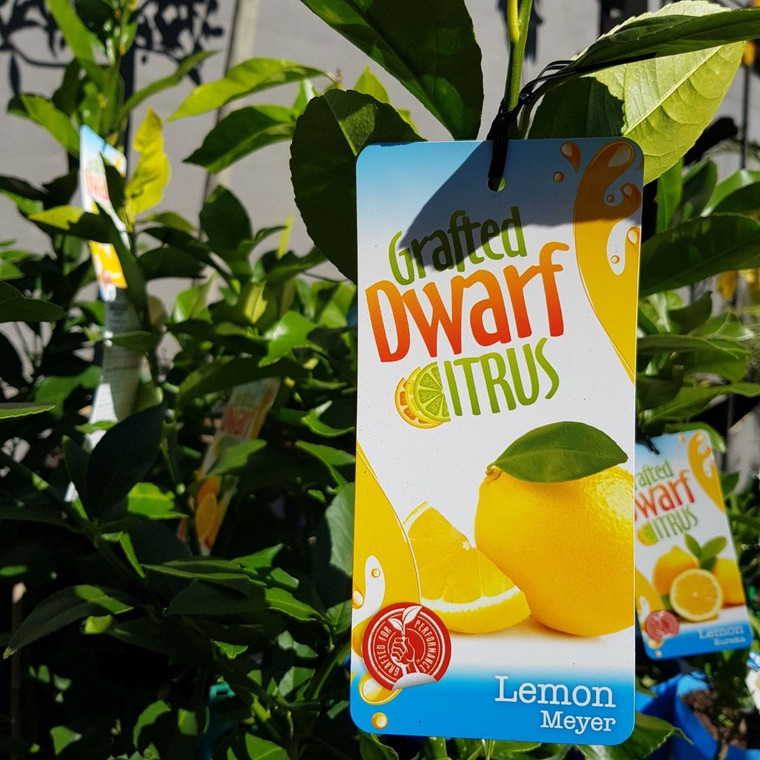 Dwarf Meyer Lemon