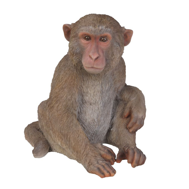 Japanese Macaques Monkey