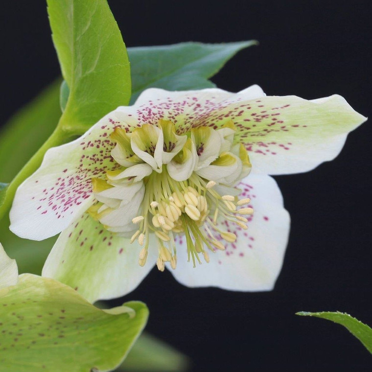 Helleborus 'Tutu White'