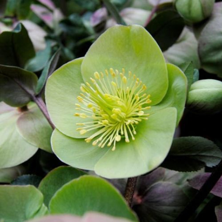 Helleborus 'Ilumi Lime' 175 mm