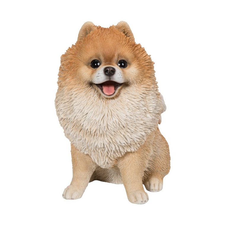 Pomeranian Sitting