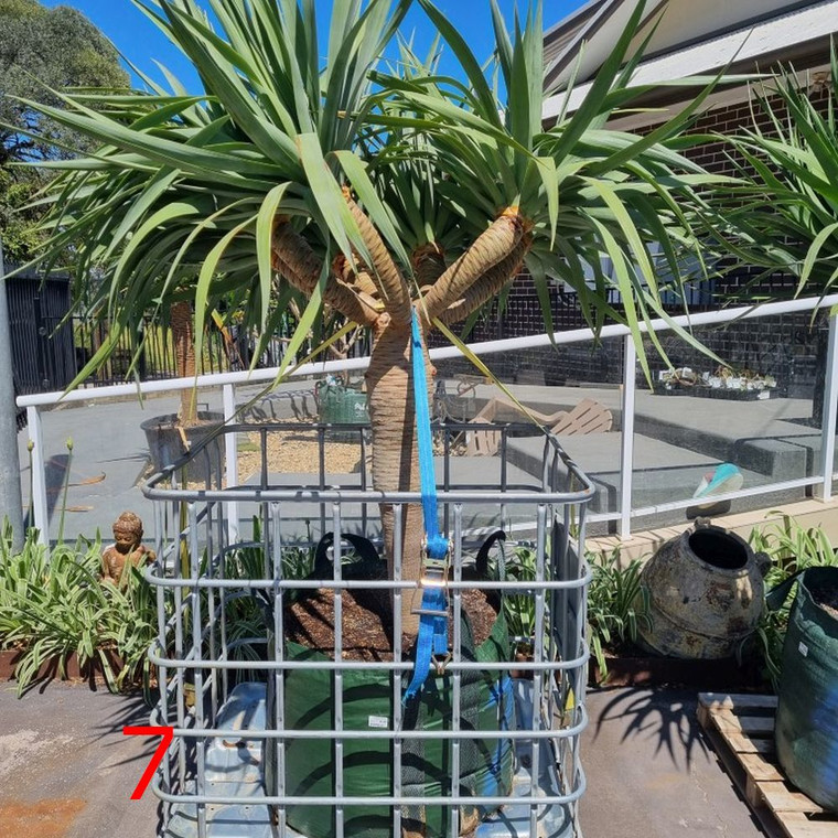 Dracaena draco Multi Head Large 300 L Pot 7