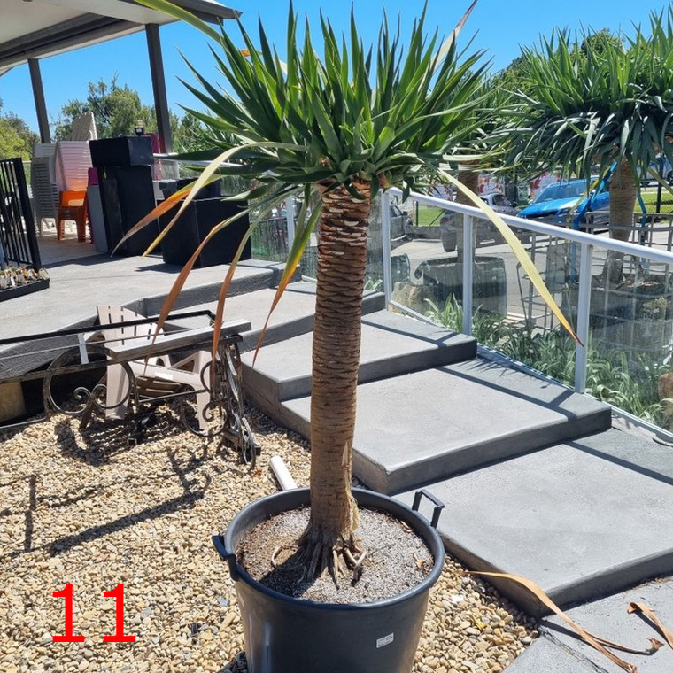 Dracaena draco Pot 11 (Multi Branching)