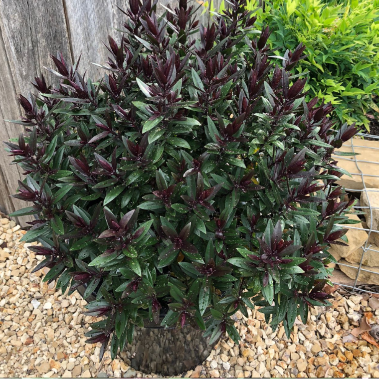 Hebe 'Chocolate Box Strawberry 140 mm Four Seasons Nursery