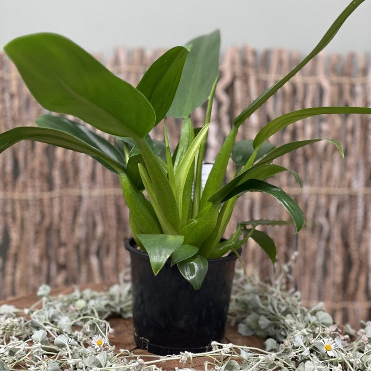 Philodendron 'Fat Boy' 100mm
