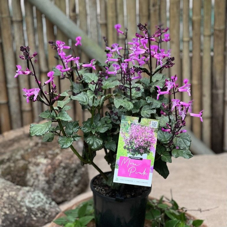 Plectranthus 'Mona Pink' 140mm