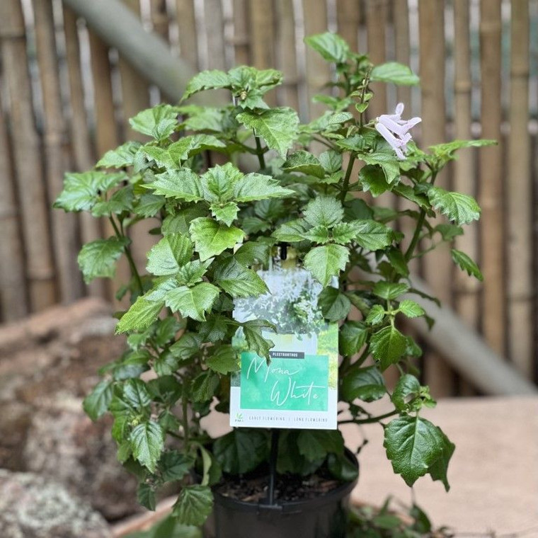 Plectranthus 'Mona White' 140mm