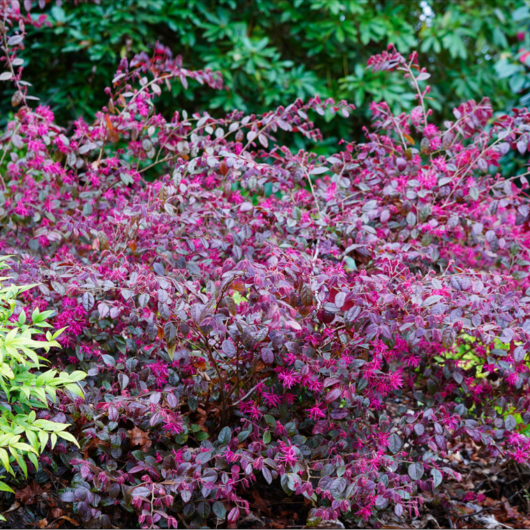 Loropetalum 'Plum Gorgeous'