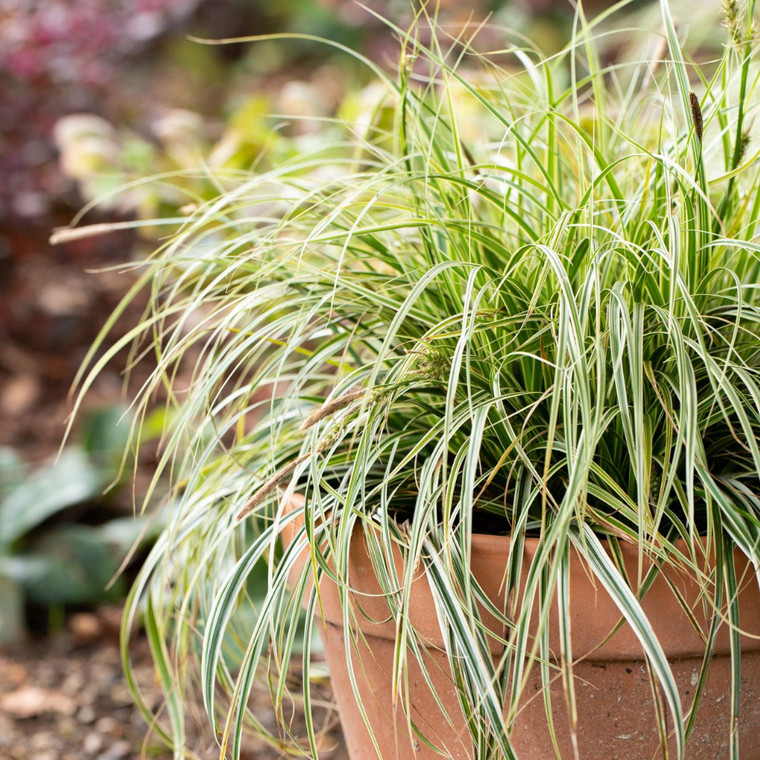 Carex 'Feather Falls'