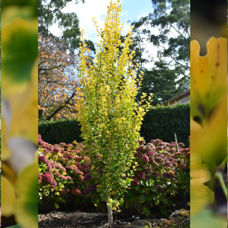Ginkgo 'Lemonlime Spire' - Four Seasons Nursery
