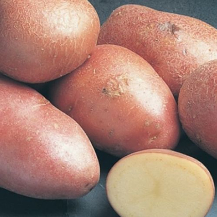 Desiree Seed Potato 1kg Packet