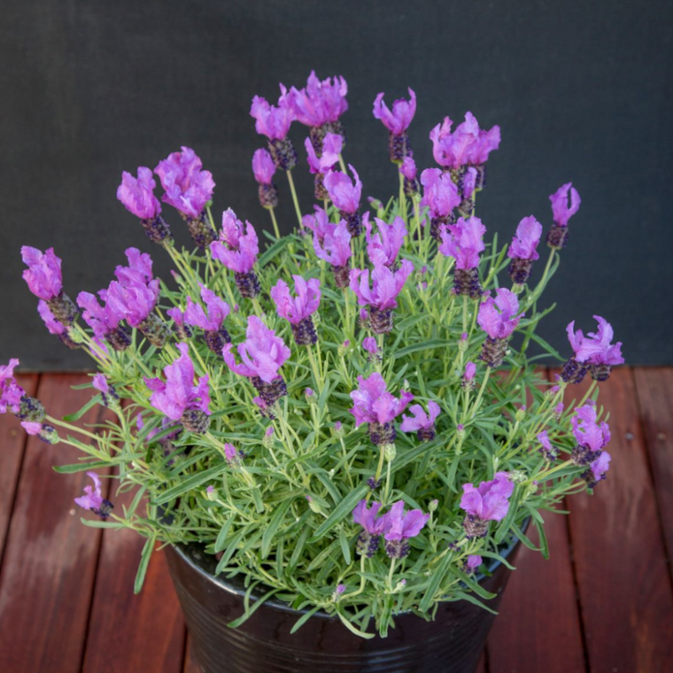 Lavandula 'Fairy Wings Spellbound'