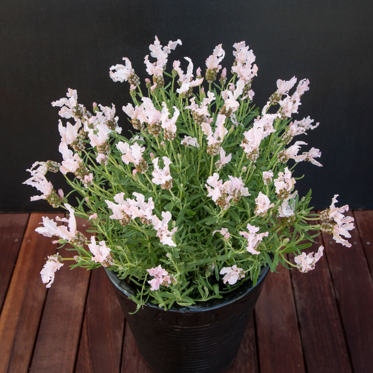 Lavandula 'Fairy Wings Whimsical'