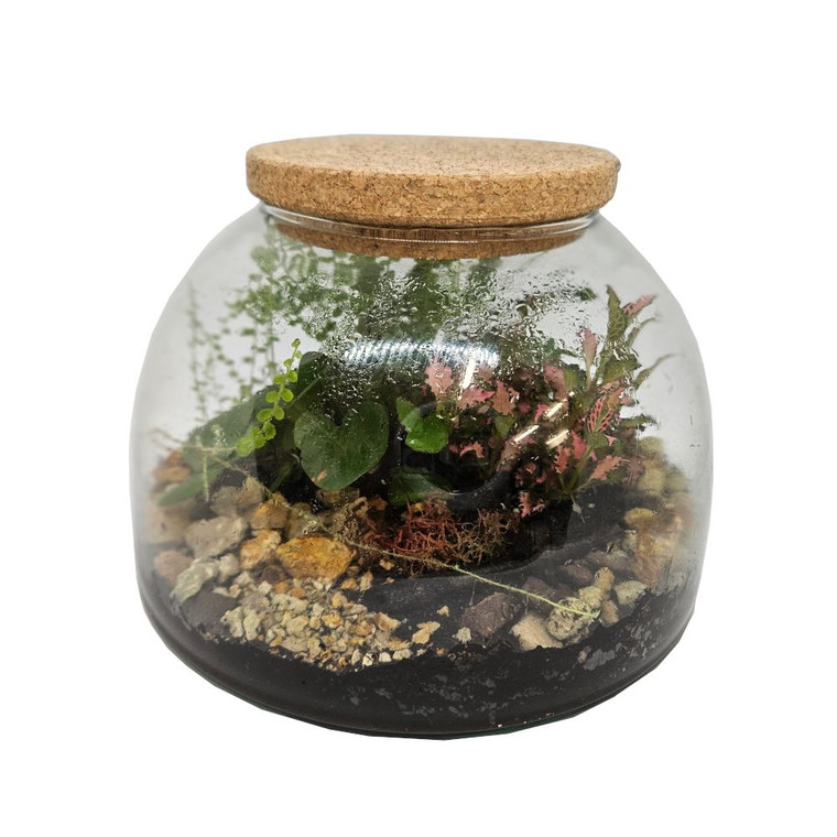 Terrarium Closed Dome