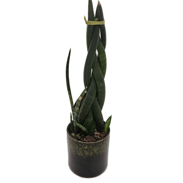 Sansevieria cylindrica Twisted