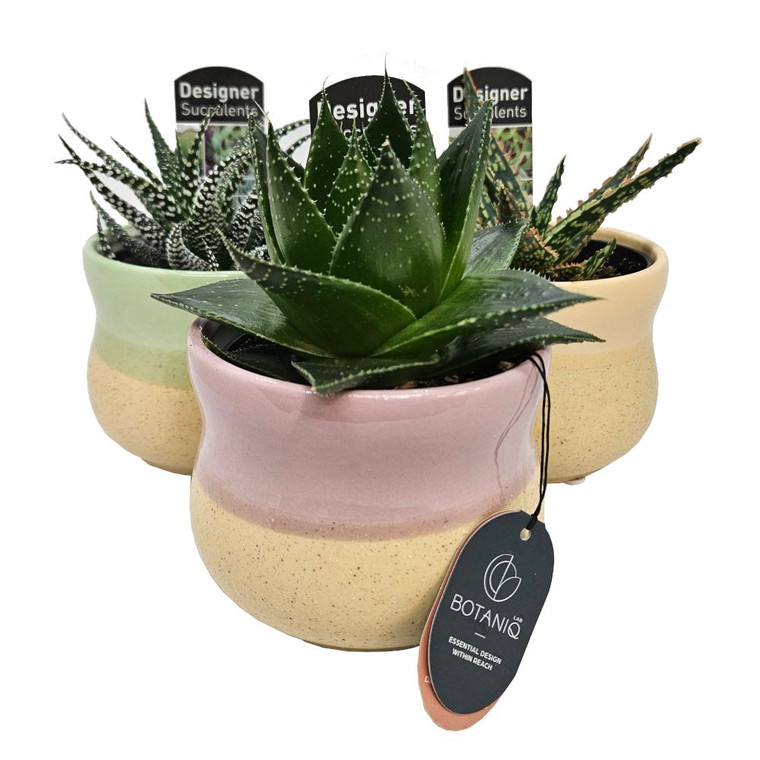 Succulent In Designer Pot 100 mm