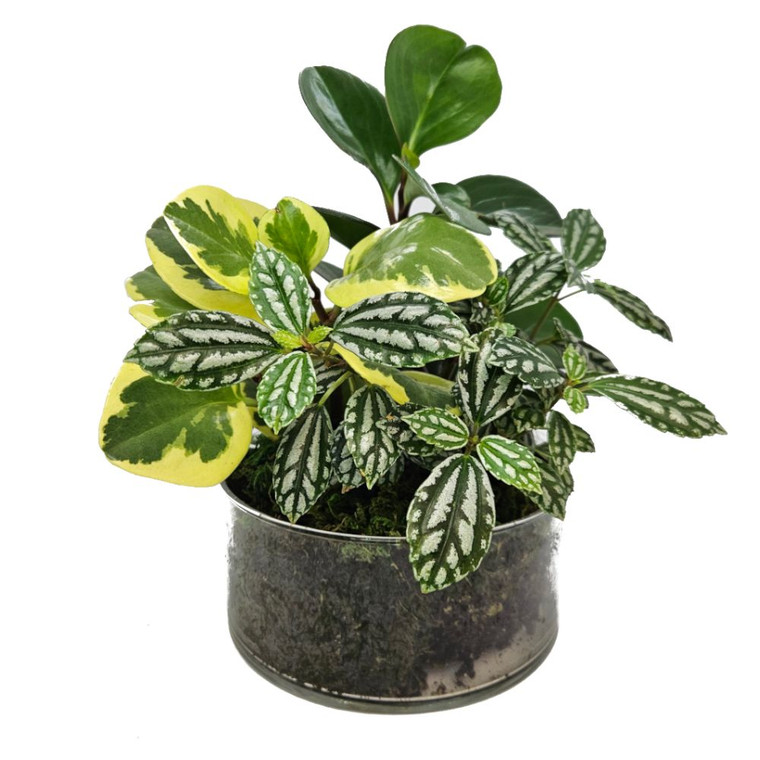 Foliage Garden Bowl 175 mm