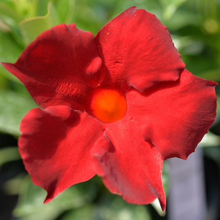 Mandevilla Aloha Forever Red