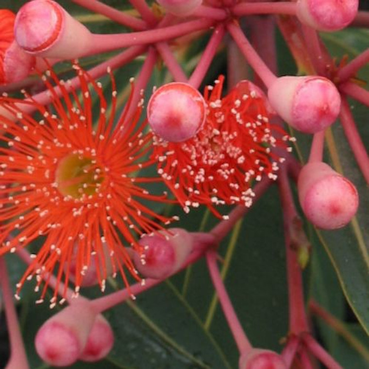 Eucalyptus ficifolia 'Dwarf Orange' Grafted