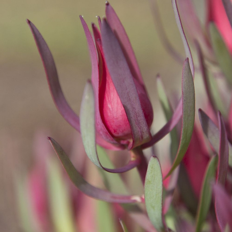 Leucadendron 'Harlequin'