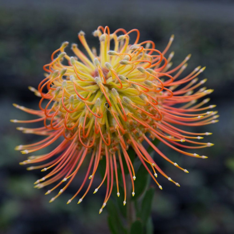 Leucospermum 'Phoenix Rising'