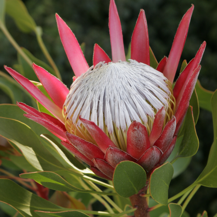 Protea 'Madiba'