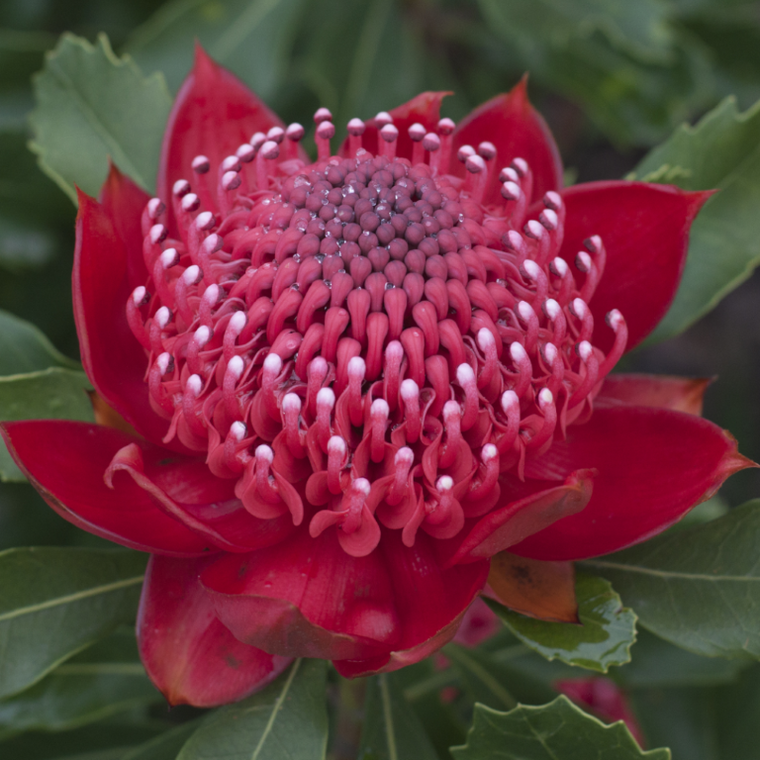 Telopea 'Enchanted Red'