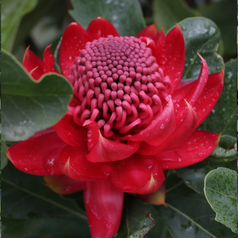 Telopea 'Shady Lady Crimson'