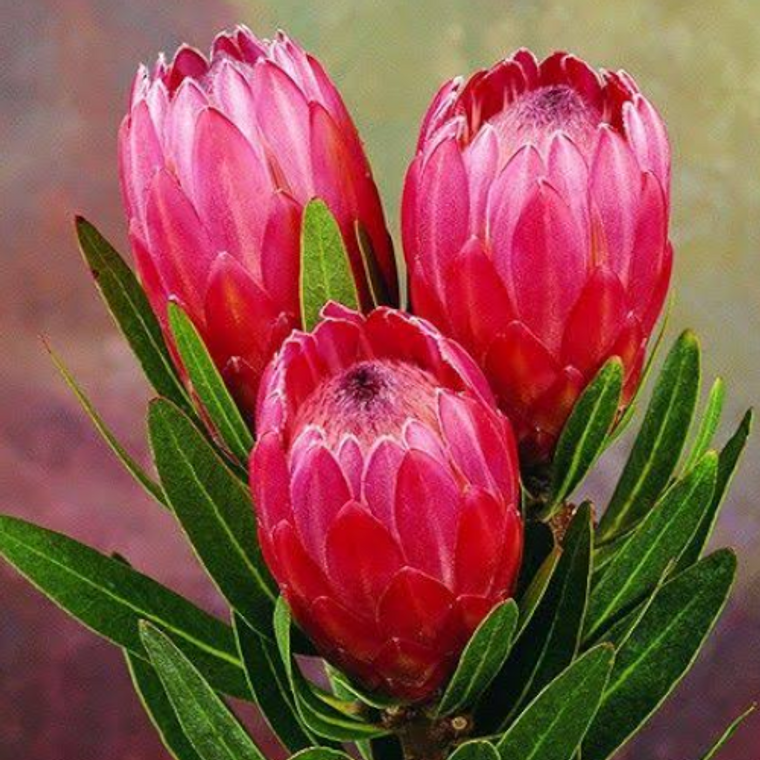 Protea 'Red Ice'