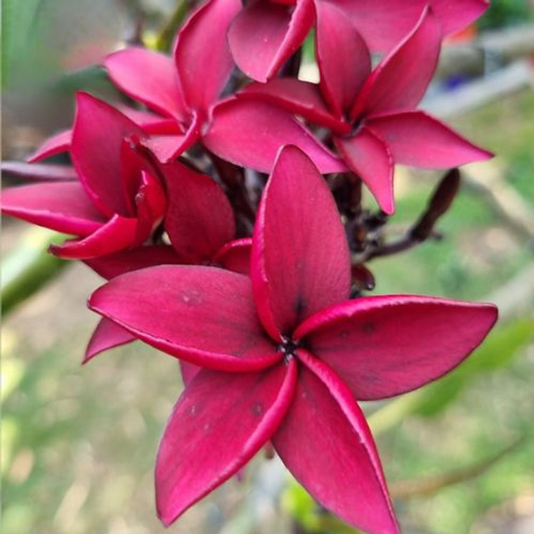 Frangipani 'Darwin Blood Red'