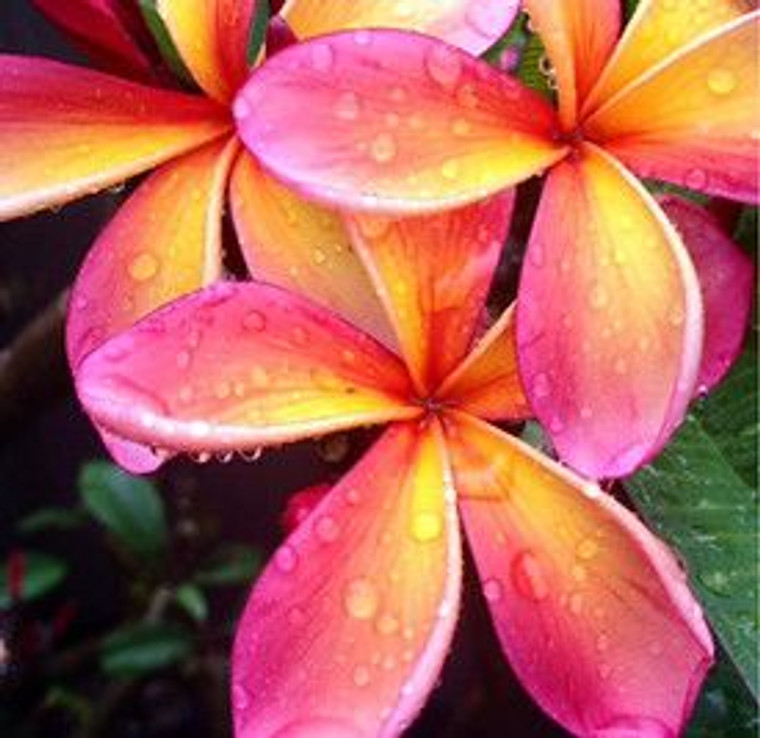 Frangipani 'Rainbow Dwarf'