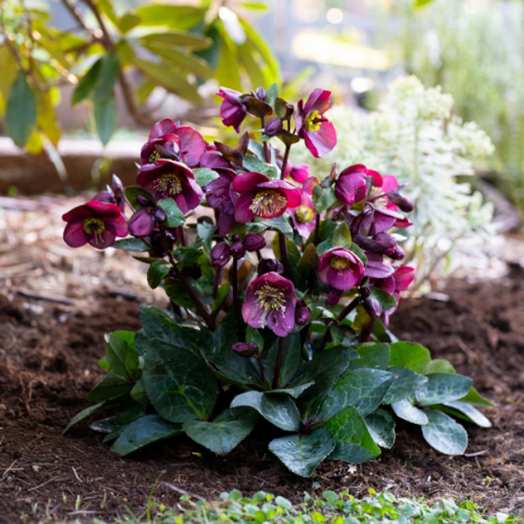 Hellebore 'Vibey Velvet' 175 mm