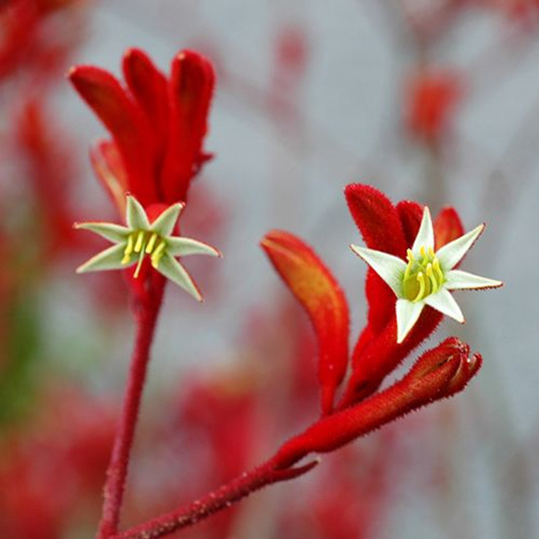 Anigozanthos 'Landscape Scarlet' 140 mm