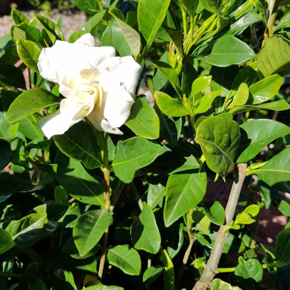Gardenia 'Florida' - Four Seasons Nursery