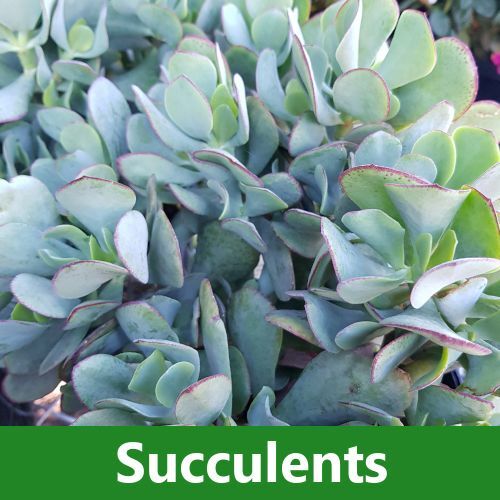 Succulents