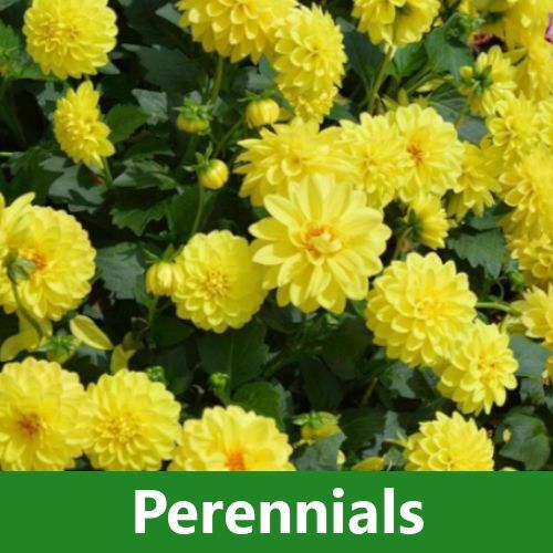 Perennials