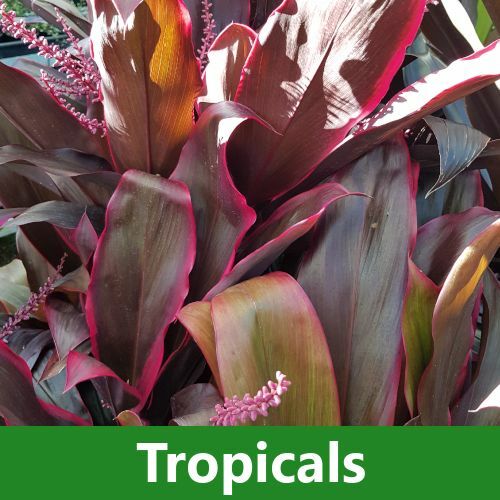 Tropicals